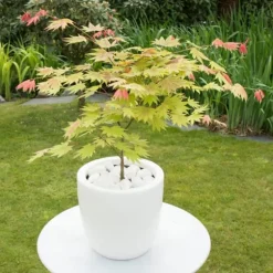 Japansk lönn - Set om 2 - Acer palmatum 'Moonrise' - Höjd 40-50cm - ⌀19cm