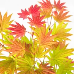 Japansk lönn - Set om 2 - Acer palmatum 'Moonrise' - Höjd 40-50cm - ⌀19cm