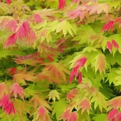Japansk lönn - Set om 2 - Acer palmatum 'Moonrise' - Höjd 40-50cm - ⌀19cm
