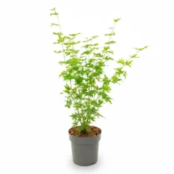 Japansk Lönn 'Going Green' Ø19 cm, Höjd ca 50 cm