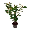 Japansk Ros - Camellia japonica 'Dr. King' - Höjd 50-60cm - ⌀15cm
