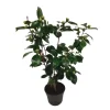 Japansk Ros - Camellia japonica 'Bonomiana' - Höjd 50-60cm - ⌀15cm