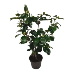 Japansk Ros - Camellia japonica 'Bonomiana' - Höjd 50-60cm - ⌀15cm