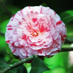 Japansk Ros - Camellia japonica 'Bonomiana' - Höjd 50-60cm - ⌀15cm