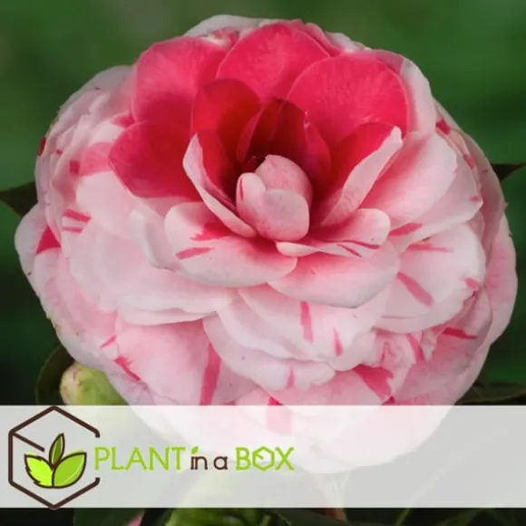 Japansk Ros - Camellia japonica 'Bonomiana' - Höjd 50-60cm - ⌀15cm