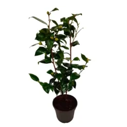 Japansk Ros - Camellia japonica 'Brush Field' - Höjd 50-60cm - ⌀15cm