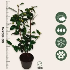 Japansk Ros - Camellia japonica 'Brush Field' - Höjd 50-60cm - ⌀15cm