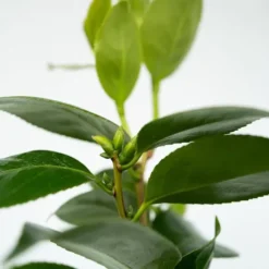 Japansk Ros - Camellia japonica 'Brush Field' - Höjd 50-60cm - ⌀15cm