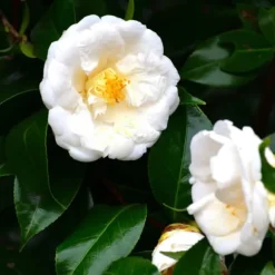 Japansk Ros - Camellia japonica 'Brush Field' - Höjd 50-60cm - ⌀15cm