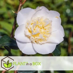 Japansk Ros - Camellia japonica 'Brush Field' - Höjd 50-60cm - ⌀15cm