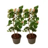 Japansk Ros - Set om 2 - Camellia japonica 'Dr. King' - Höjd 50-60cm - ⌀15cm