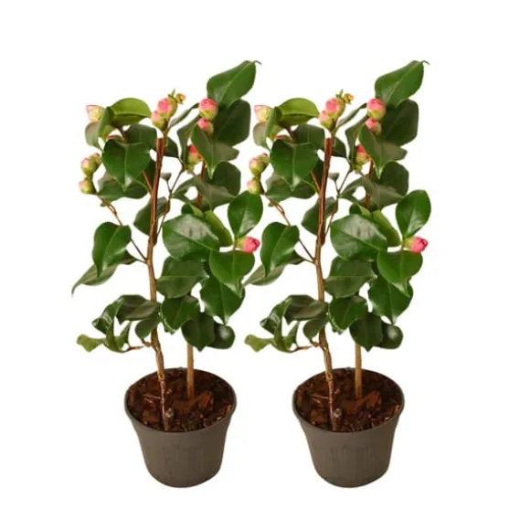 Japansk Ros - Set om 2 - Camellia japonica 'Dr. King' - Höjd 50-60cm - ⌀15cm