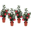 Japansk Ros - Set om 4 - Camellia japonica - Höjd 60-70cm - ⌀19cm