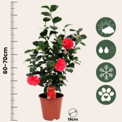 Japansk Ros - Set om 4 - Camellia japonica - Höjd 60-70cm - ⌀19cm