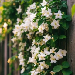 Jasmin - Set om 6 - Jasminum 'Officinale' - Höjd 25-40cm - ⌀9cm