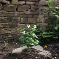 Jasmin - Set om 6 - Jasminum 'Officinale' - Höjd 25-40cm - ⌀9cm