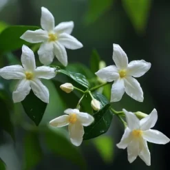 Jasmin - Set om 6 - Jasminum 'Officinale' - Höjd 25-40cm - ⌀9cm