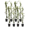 Jasmin - Set om 8 - Trachelospermum jasminoides - Höjd 110-120cm - ⌀17cm