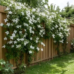 Jasmin - Set om 8 - Trachelospermum jasminoides - Höjd 110-120cm - ⌀17cm