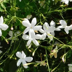 Jasmin - Set om 8 - Trachelospermum jasminoides - Höjd 110-120cm - ⌀17cm