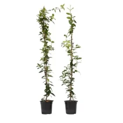 Jasmin - Set om 2 - Trachelospermum jasminoides - Höjd 110-120cm - ⌀17cm