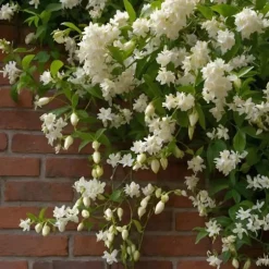Jasmin - Set om 2 - Trachelospermum jasminoides - Höjd 110-120cm - ⌀17cm