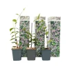 Jasmin - Set om 3 - Trachelospermum jasminoides - Höjd 25-40cm - ⌀9cm