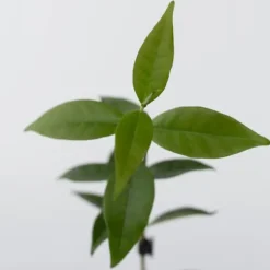 Jasmin - Set om 3 - Trachelospermum jasminoides - Höjd 25-40cm - ⌀9cm