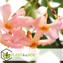 Jasmin - Set om 3 - Trachelospermum jasminoides - Höjd 25-40cm - ⌀9cm