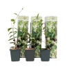Jasmin - Set om 3 - Trachelospermum jasminoides - Höjd 25-40cm - ⌀9cm