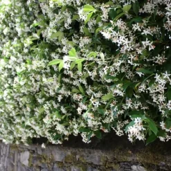 Jasmin - Set om 3 - Trachelospermum jasminoides - Höjd 25-40cm - ⌀9cm