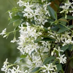 Jasmin - Set om 3 - Trachelospermum jasminoides - Höjd 25-40cm - ⌀9cm