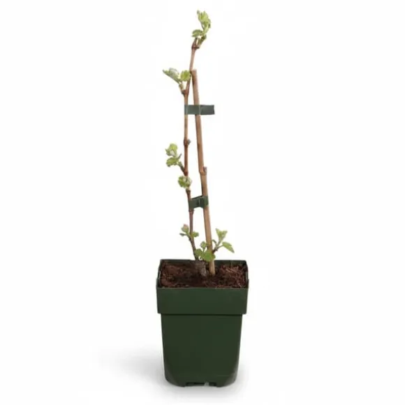 Johanniter Vindruvsplanta (Vitis vinifera) Ø13 cm ↕45 cm