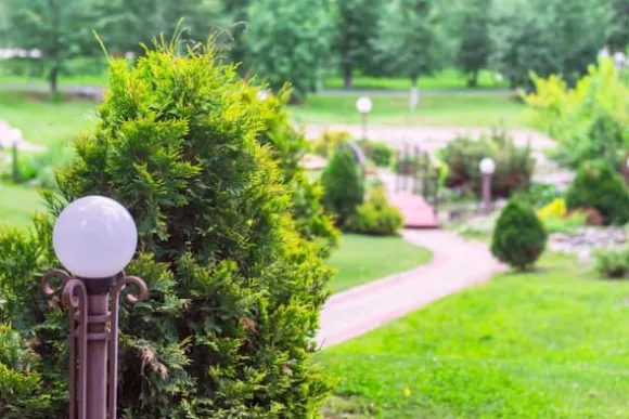 Jord för blåbär och syraälskande växter 50 l