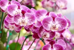 Jord för orkidéer med gödselmedel 3L