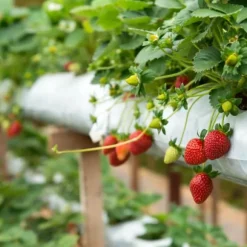 Jordgubbsgödsel Trädgård Start 2kg