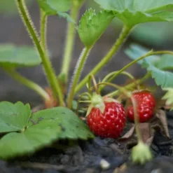 Jordgubbsgödsel Trädgård Start 2kg