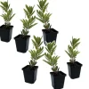 Jordgubbsplanta - Set om 6 - Arbutus 'Unedo' - Höjd 25-40cm - ⌀9cm