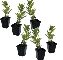 Jordgubbsplanta - Set om 6 - Arbutus 'Unedo' - Höjd 25-40cm - ⌀9cm