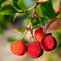 Jordgubbsplanta - Set om 6 - Arbutus 'Unedo' - Höjd 25-40cm - ⌀9cm