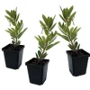 Jordgubbsplanta - Set om 3 - Arbutus 'Unedo' - Höjd 25-40cm - ⌀9cm