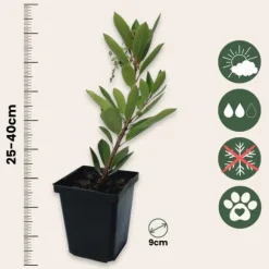 Jordgubbsplanta - Set om 3 - Arbutus 'Unedo' - Höjd 25-40cm - ⌀9cm