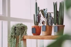 Jordsubstrat för kaktusar och suckulenter 5L