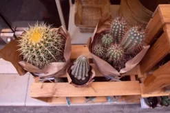 Jordsubstrat för kaktusar och suckulenter 5L