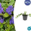 Jordtäckare - Vinca - Vinca minor 'Argenteovariegata' - 9 cm kruka - Set med 40 växter
