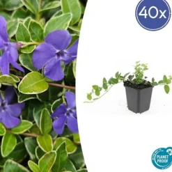 Jordtäckare - Vinca - Vinca minor 'Argenteovariegata' - 9 cm kruka - Set med 40 växter