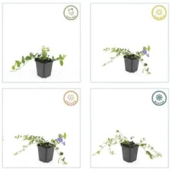 Jordtäckare - Vinca - Vinca minor 'Argenteovariegata' - 9 cm kruka - Set med 40 växter