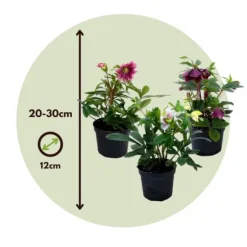 Julros - Set om 3 - Helleborus orientalis - Höjd 20-30cm - ⌀12cm
