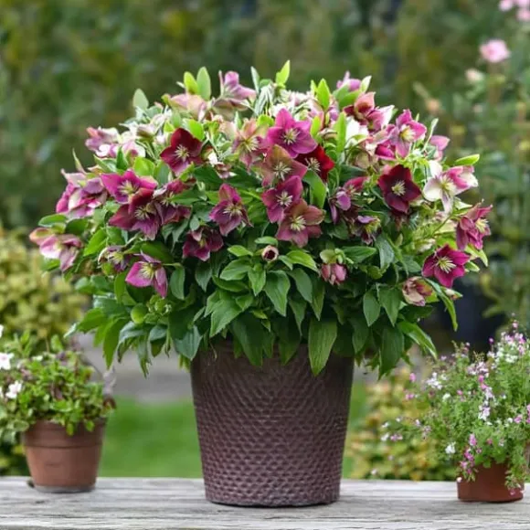 Julros - Set om 3 - Helleborus orientalis - Höjd 20-30cm - ⌀12cm