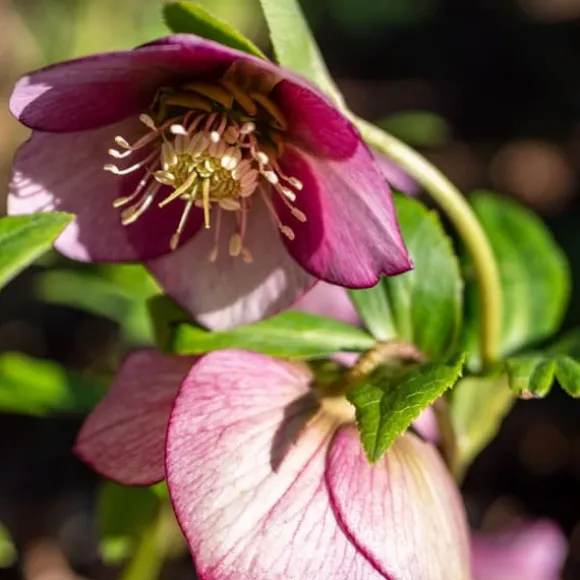 Julros - Set om 3 - Helleborus orientalis - Höjd 20-30cm - ⌀12cm